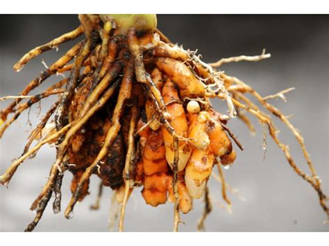 What Is Rhizomes Root Harvest Indoor