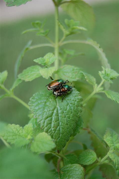 Beetle Love Flickr