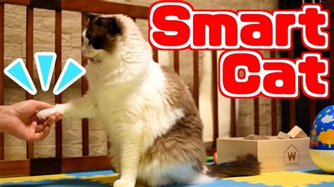 Ragdolls are extremely loyal and devoted to their people, making them wonderful companion pets. Smart Cat Ragdoll Cat Mugi performs tricks Paw, High five ...