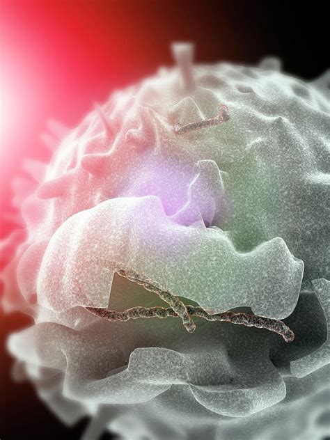 Ebola Virus Infecting Cell Photograph By Ramon Andrade 3dciencia Pixels