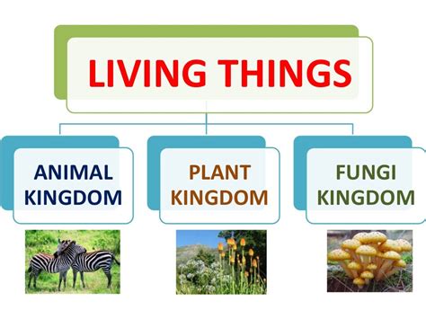 Living Things Kingdoms