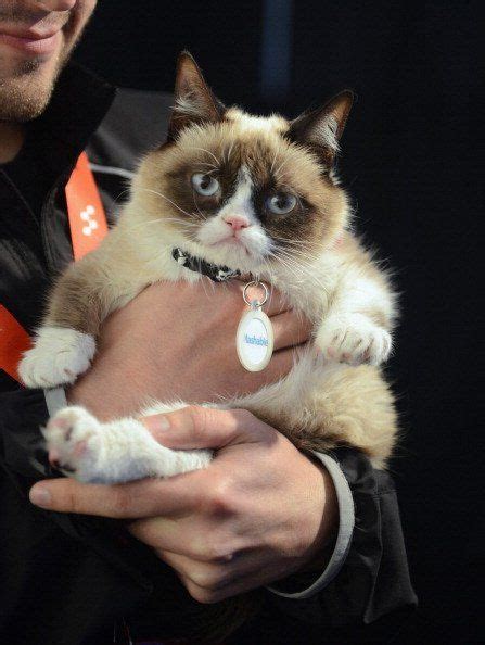 Grumpy Cat Is Adorable Cute Cats Funny Cats Funny Animals Cute