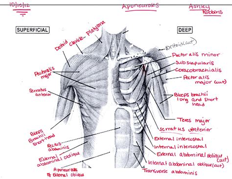 Chest Muscles Anatomy Labeled Overview Of Chest Muscles