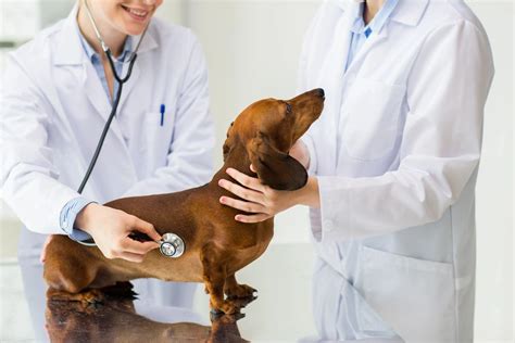 We believe in treating every patient as if they were our own pet, and giving them the same loving attention. Culver Pet Clinic - Veterinary Holistic, Animal Acupuncture