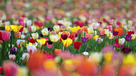 Colorful Spring Tulip Flowers In Blur Background Hd Flowers Wallpapers