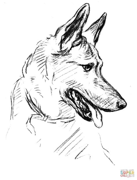 Use these images to quickly print coloring pages. Realistic German Shepherd Coloring Pages at GetColorings ...