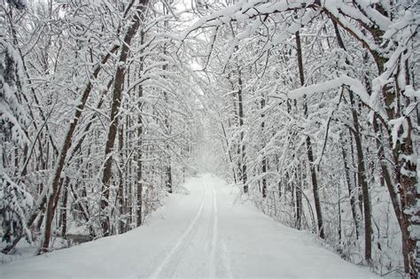Winter Tree Lined Road With Snow Stock Image Image Of