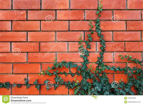 Ivy Plant On A Red Brick Wall Stock Photo Image Of Facade Ancient
