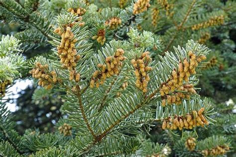 12 Easy To Grow Types Of Fir Trees 54 Off