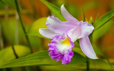 Fondos De Pantalla Primer Plano De La Orquídea Flor Rosa Pétalos