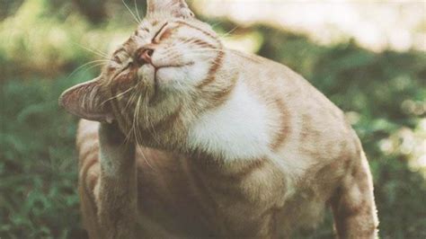 Bisa saja si manis kesayangan anda terjangkit kutu saat sedang berinteraksi dengan kucing lain di luar. √ 10 Cara Menghilangkan Kutu Kucing Membandel (Paling Ampuh!)