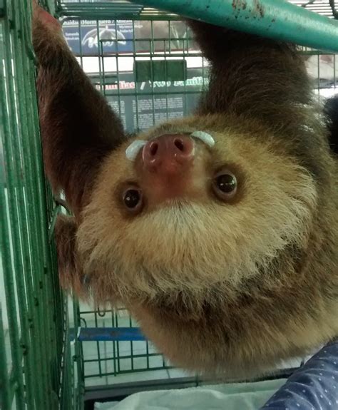 Famous Sloth Sanctuary Is A Nightmare For Animals Ex Workers Say