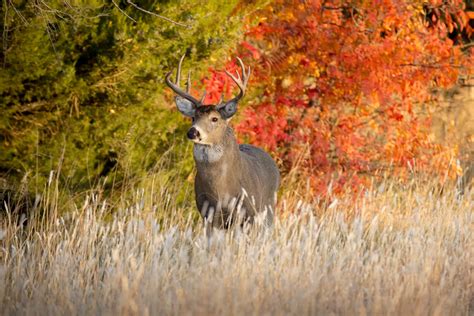 How To Design Your Whitetail Parcel Bartyllas Whitetail Habitat Plans