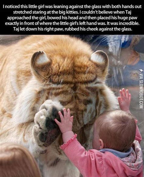Tiger Makes Adorable Connection With Tiny Human