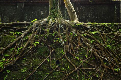 The Evolution Of Tree Roots Nearly Ended Life On Earth Syfy Wire