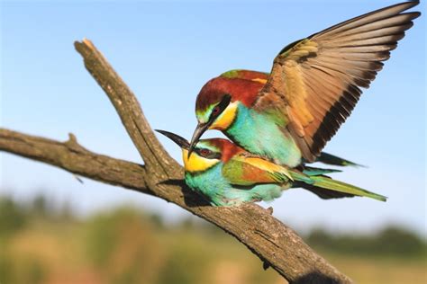 How Do Birds Mate Courtship Rituals And Sex Optics Mag