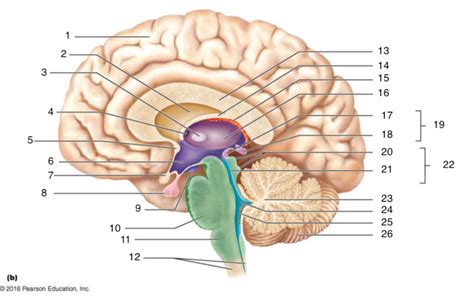 Gross Anatomy Of The Brain And Cranial Nerves Diagram Quizlet