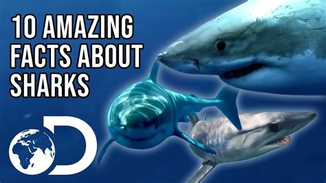 Amazing Facts You Didn T Know About Sharks SHARK WEEK YouTube