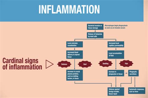A Diagram Showing The Various Signs Of Inflamation And How To Use Them