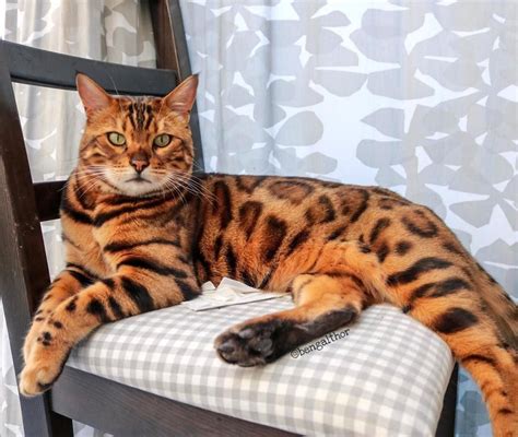 Belgium is a small country sits right in the heart of western europe, and there are if you are looking for some belgian cat names, check out this collection to know what popular cat names are in belgium. A Belgian Bengal Cat Whose Deep Green Eyes and Unique ...