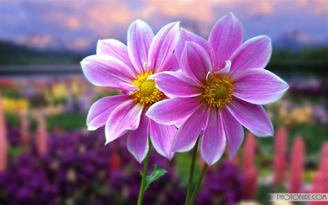 Find the best hd flower wallpaper on wallpapertag. The Most Beautiful And Colorful Flowers Wallpapers For ...