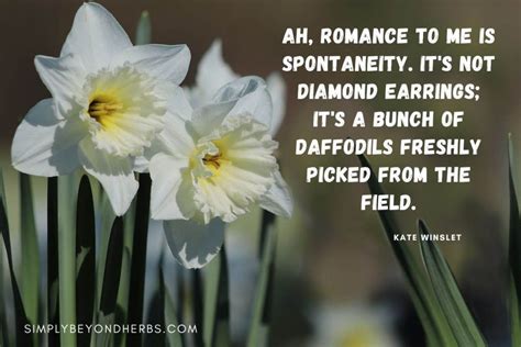 200 Inspiring Daffodil Quotes And Captions For Instagram