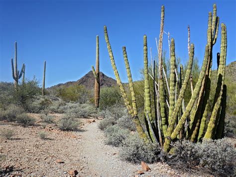 Cacti Desert View Trail Organ Pipe Cactus National Monument Arizona