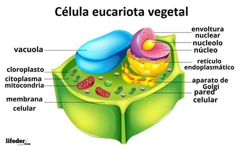 Celula Eucariota Organelos Celulares Ripo