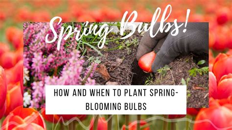 How And When To Plant Spring Blooming Bulbs
