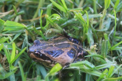 Frog In Grass Free Stock Photo Public Domain Pictures