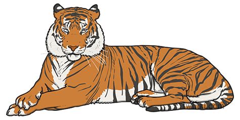 Bengal Tiger Illustration Twinkl