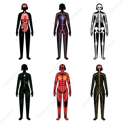 Human Body Systems Illustration Stock Image F0366449 Science