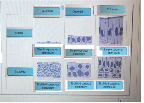 Solved Drag The Labels Onto The Diagram To Identify The Types Of