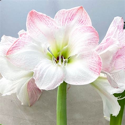 Amaryllis Wax Blanco Wild Blossom