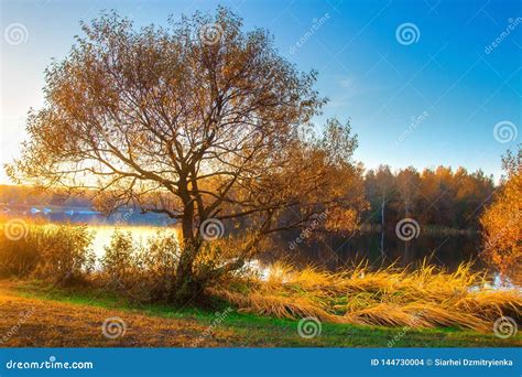 Scenic Autumn Landscape On River Bank Colorful Tree On Riverside Stock