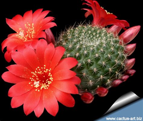 You have so many different choices, different colors, and different species that are going to look different and uses for the cactus flower generally, most people aren't giving away a cactus for a valentine's day. Rebutia krainziana