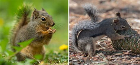 The 10 Types Of Squirrels In The United States 2021 Bird Watching Hq