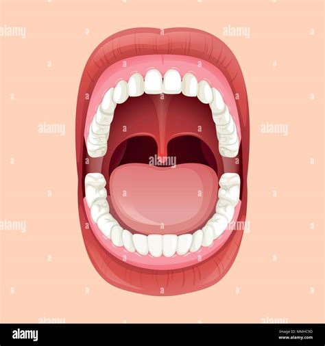 Anatomy Of Human Mouth Illustration About Body Detail Stock Vector