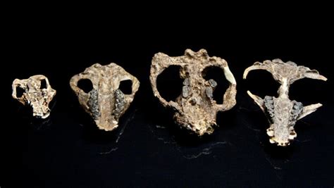 Fossil Friday Paleontological Trove Shows How Mammals Took Over From