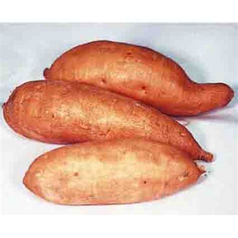 Centennial Sweet Potato Sweet Potatoes 2024 Rh Shumways Company
