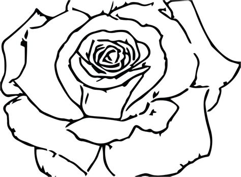 Pink Rose Drawing At Getdrawings Free Download