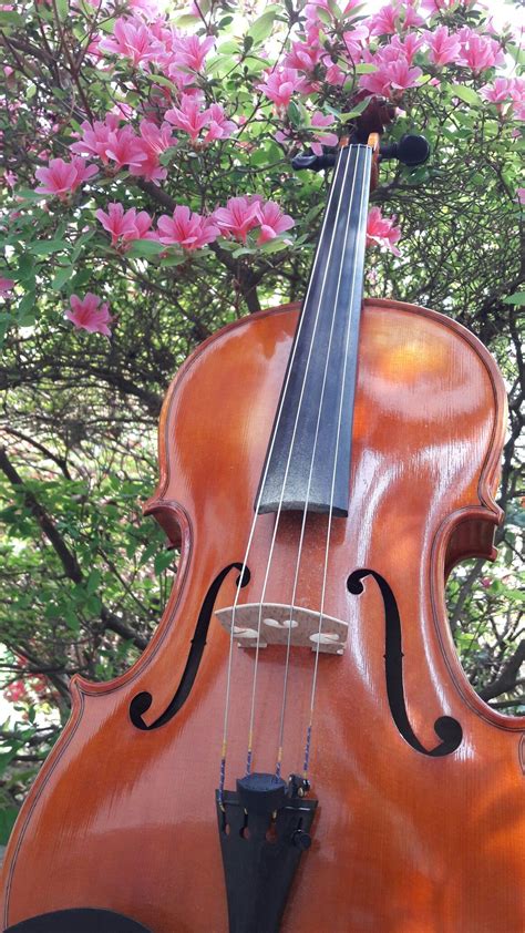 Viola Di Enrico Salvetti Violinista Popolare Violin Violas Orchestra