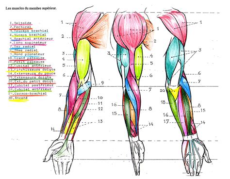 Human Anatomy Drawing Body Muscle Anatomy Human Muscle Anatomy