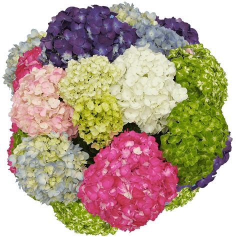 Check spelling or type a new query. Buy Hydrangeas Fresh Premium Flowers For Sale | GlobalRose