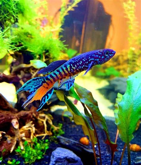 34 Most Colorful And Beautiful Freshwater Aquarium Fish Aquanswers In