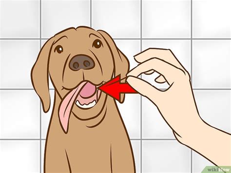 Como Identificar E Tratar Mucocele Salivar Em Cachorros
