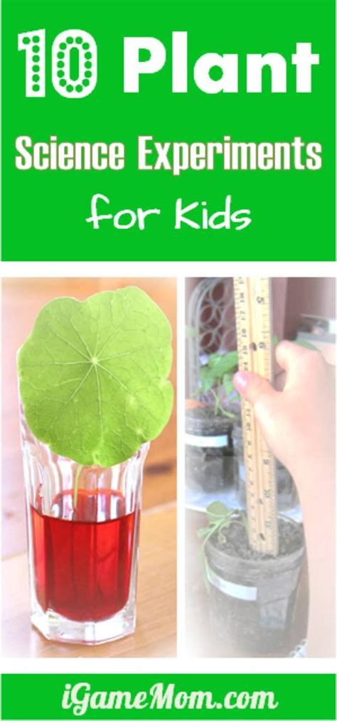 10 Plant Science Experiments For Kids