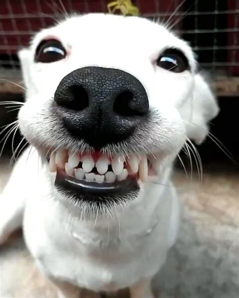 Funny Dog Smiling Teeth