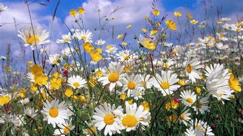 Field Of Daisies Wallpapers Wallpaper Cave