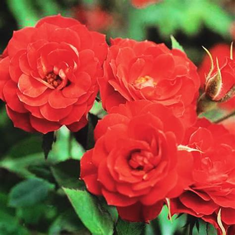 Autumn Sunblaze® Rose For Sale Online The Tree Center
